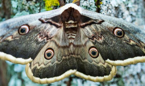 Polilla