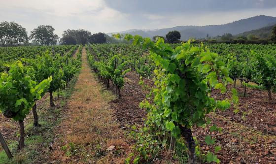FAMILIA TORRES-Finca Muralles