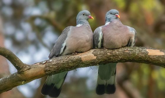 palomas de noviembre