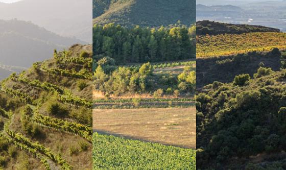 Paisaje de los viñedos de Familia Torres, en la DOCa Rioja 