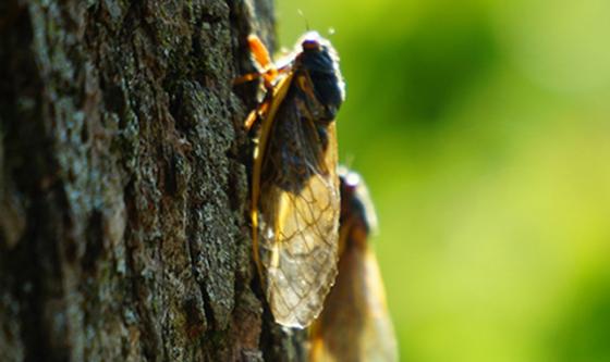 Un par de cigarras en un árbol