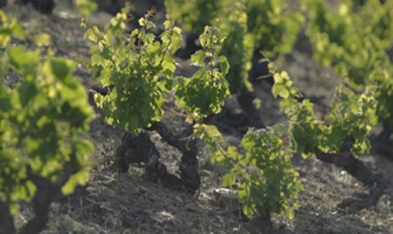 https://www.torres.es/vinos/familia-torres
